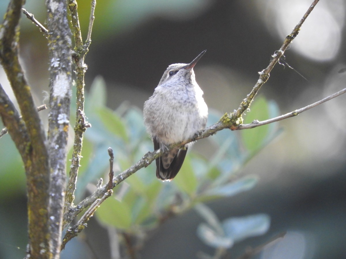 Anna's Hummingbird - ML621197599