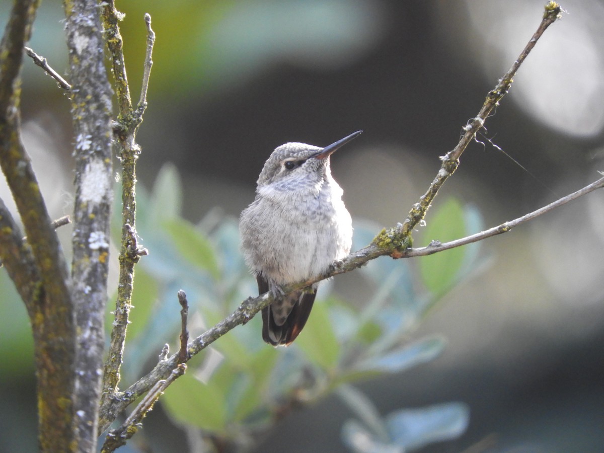 Anna's Hummingbird - ML621197600