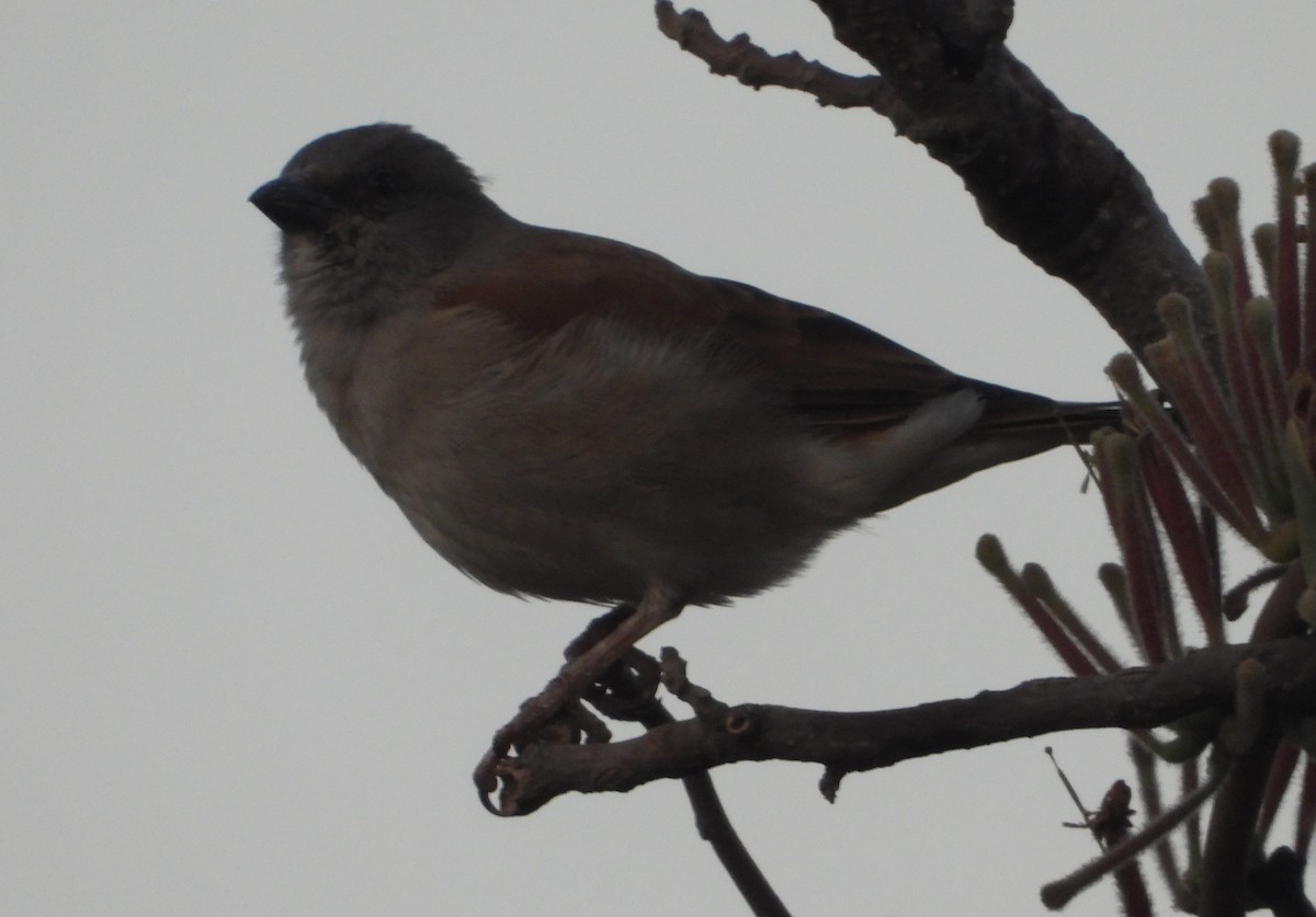 Northern Gray-headed Sparrow - ML621197602