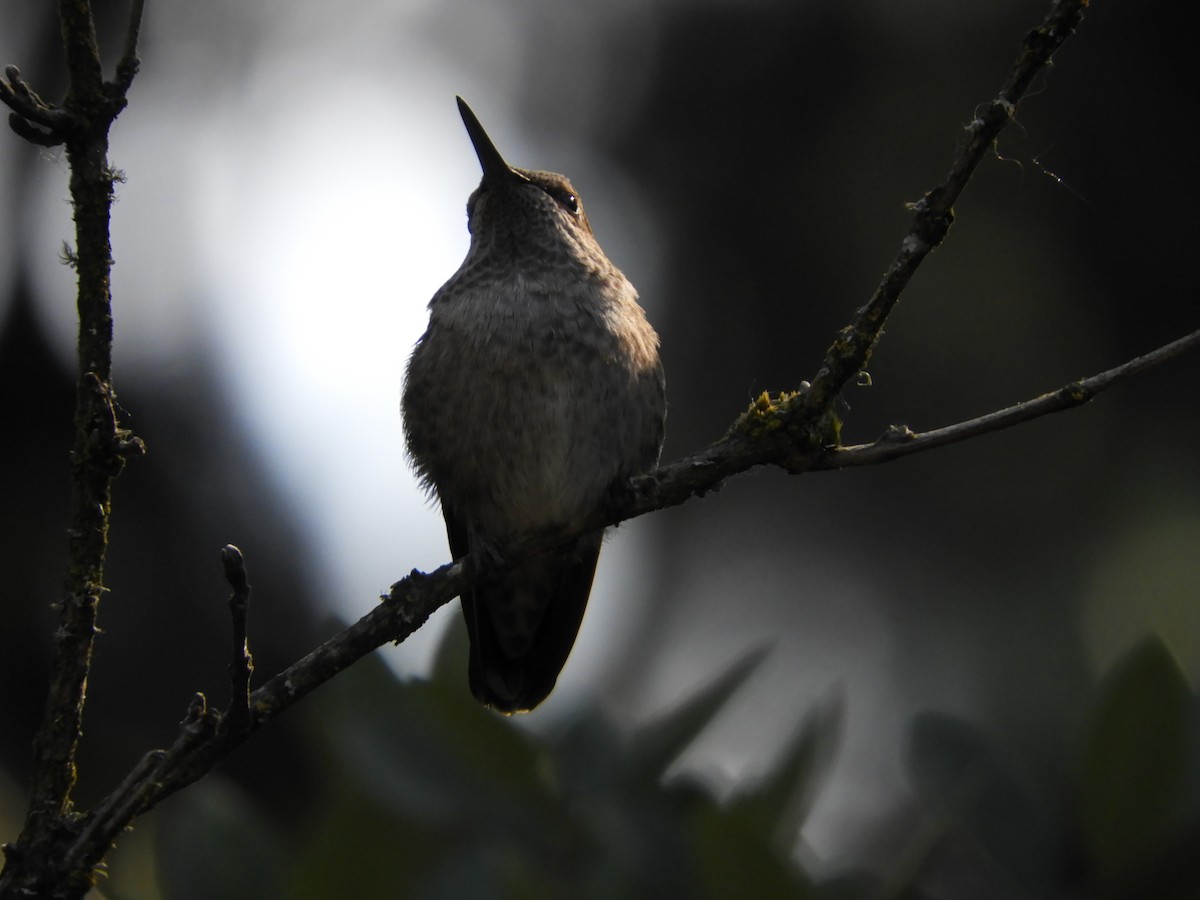 Anna's Hummingbird - ML621197604