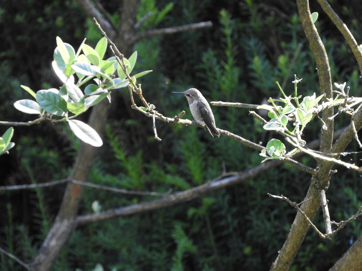 Anna's Hummingbird - ML621197612