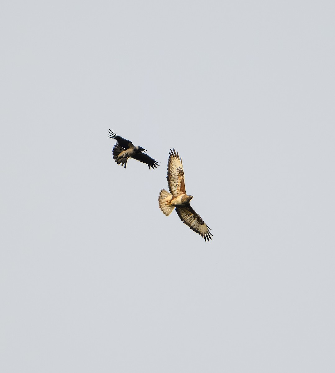 Buse variable - ML621197619