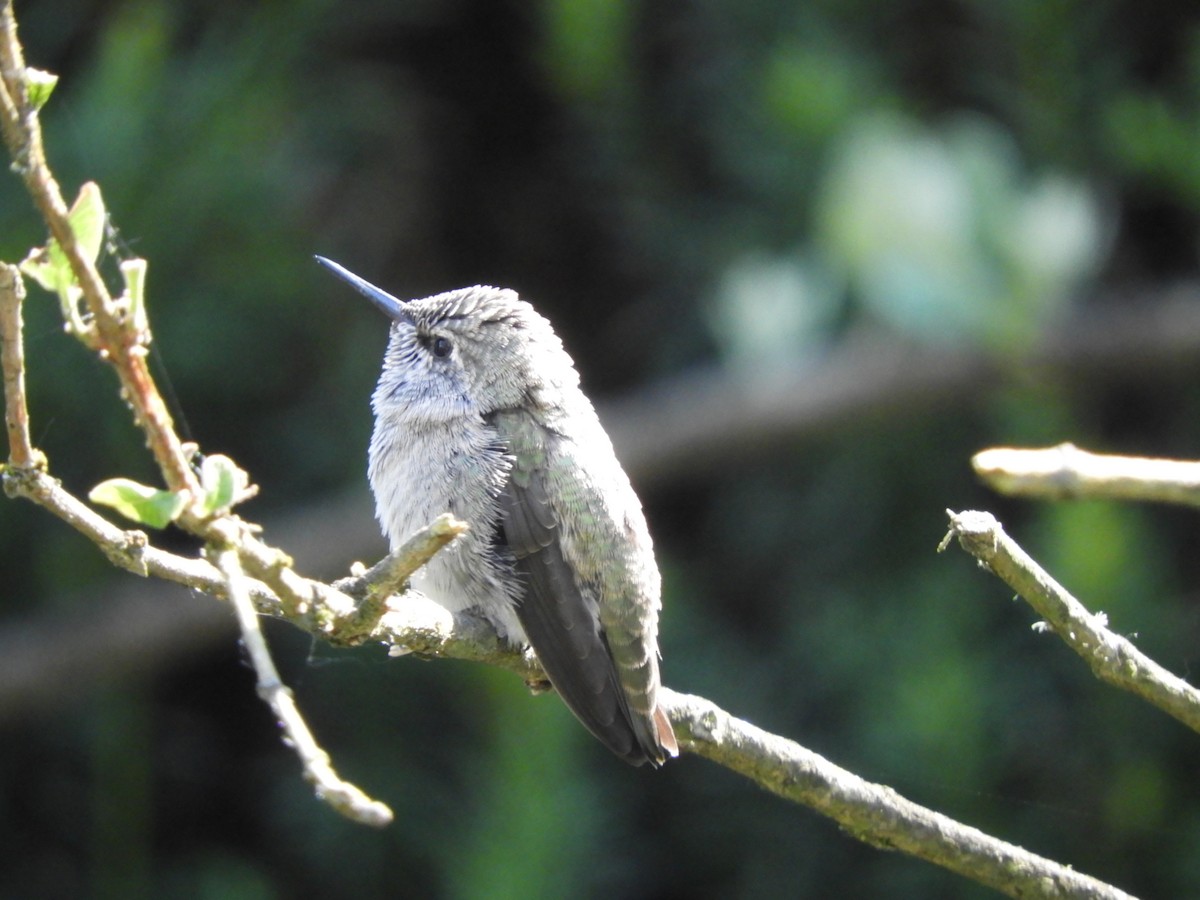 Anna's Hummingbird - ML621197622