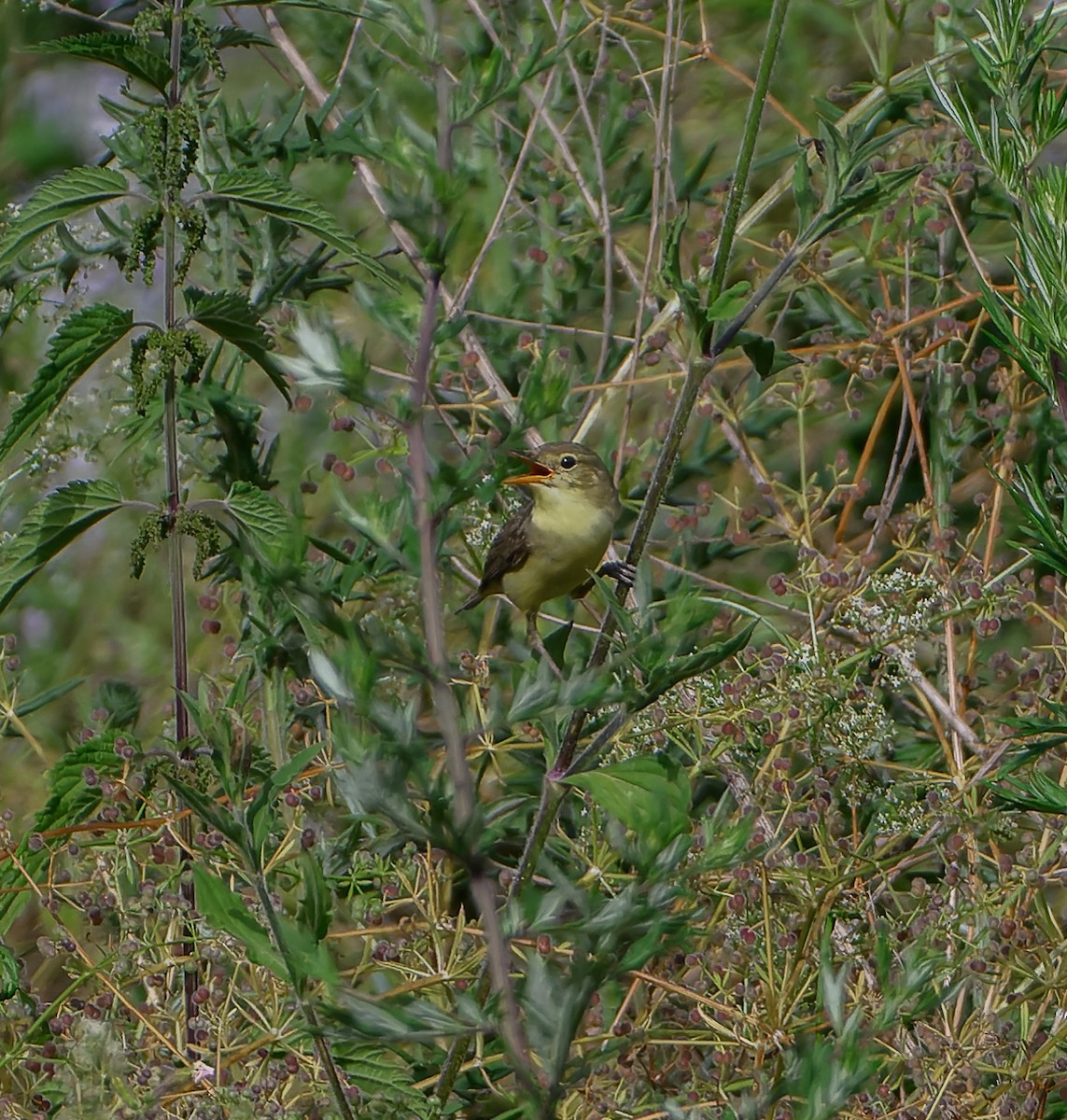 Melodious Warbler - ML621197625