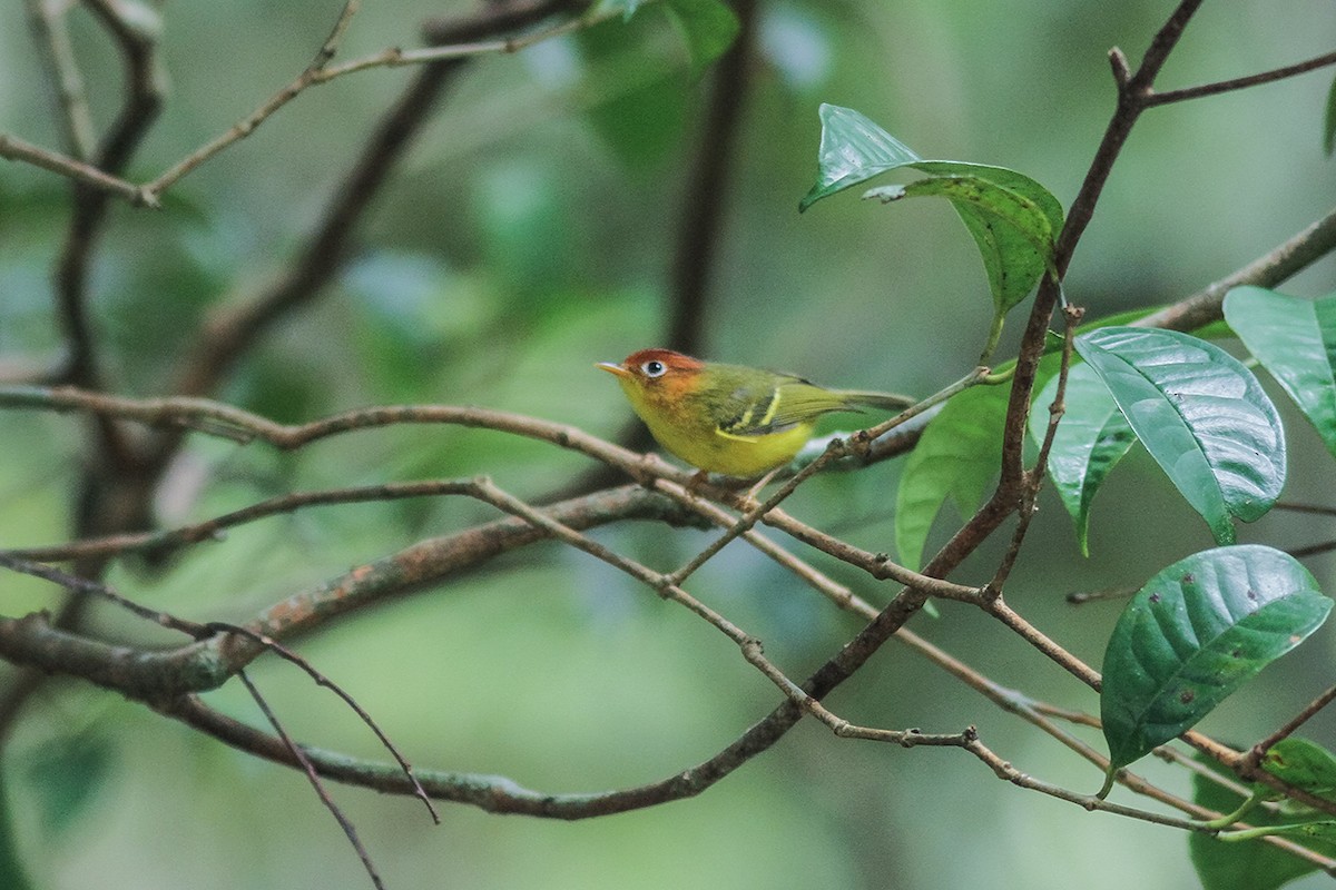 Yellow-breasted Warbler - ML621197627