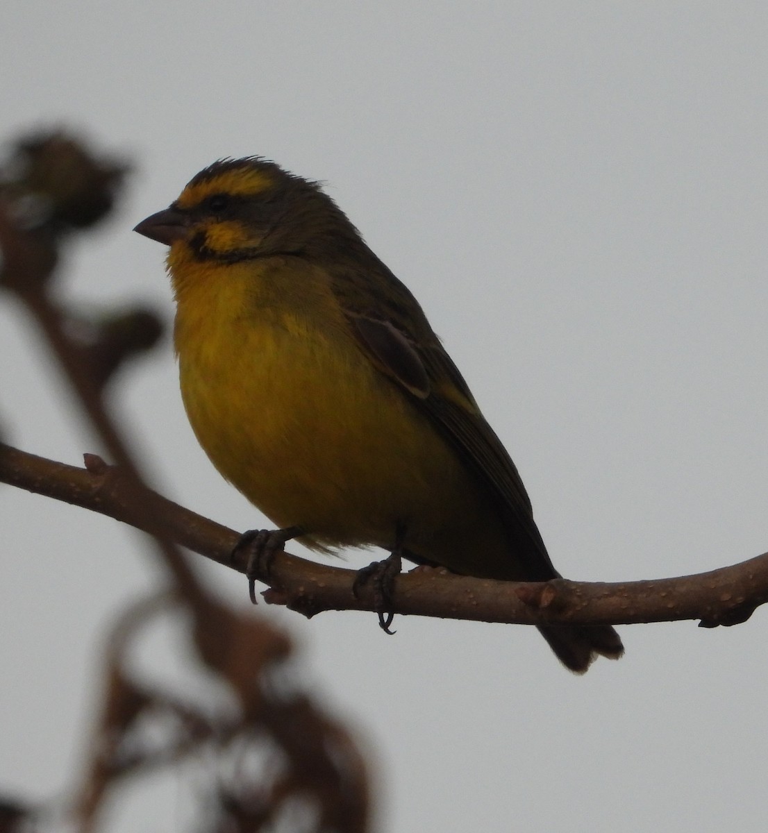 Yellow-fronted Canary - ML621197644