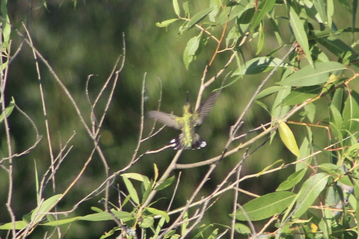 Yakut Boğazlı Kolibri - ML621197657