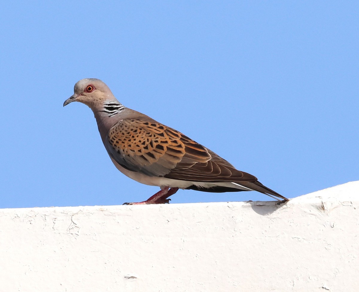 European Turtle-Dove - ML621197659