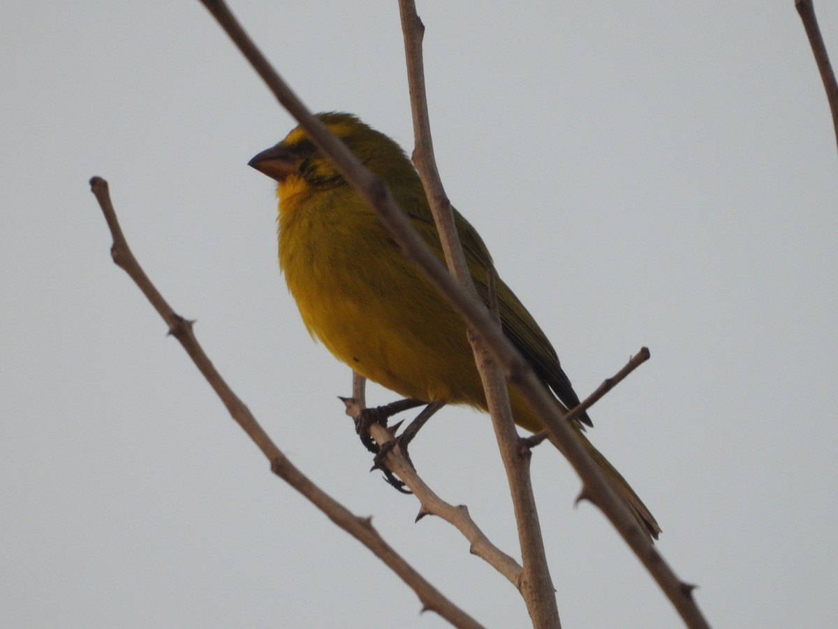 Yellow-fronted Canary - ML621197661