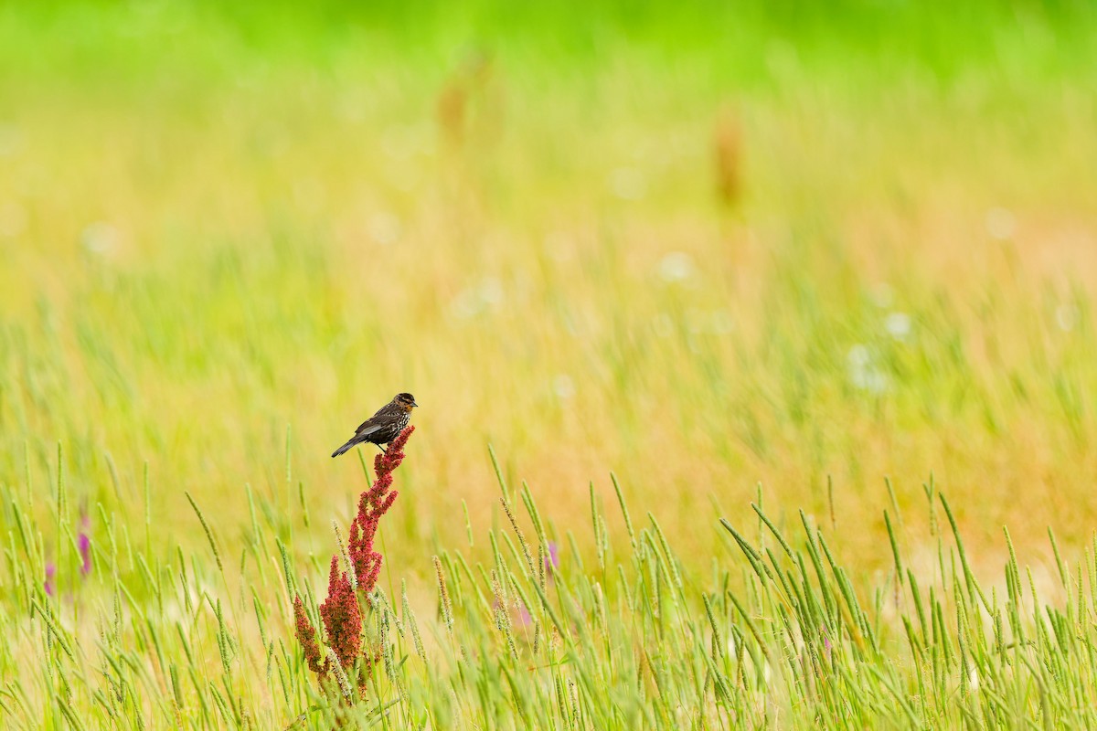 Red-winged Blackbird - ML621197670