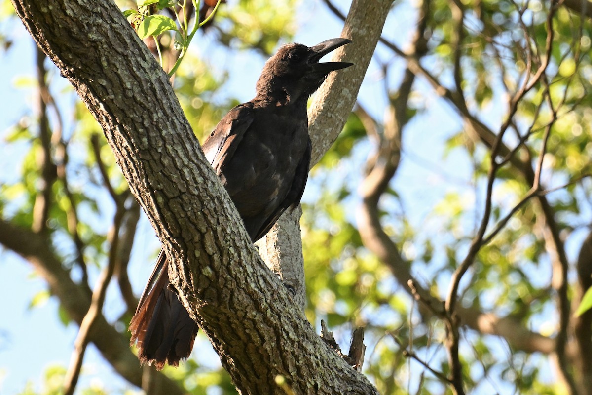 Large-billed Crow - ML621197677