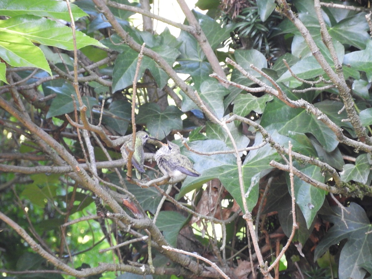 Anna's Hummingbird - ML621197690