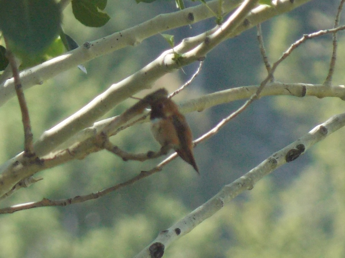 Rufous Hummingbird - ML621197693