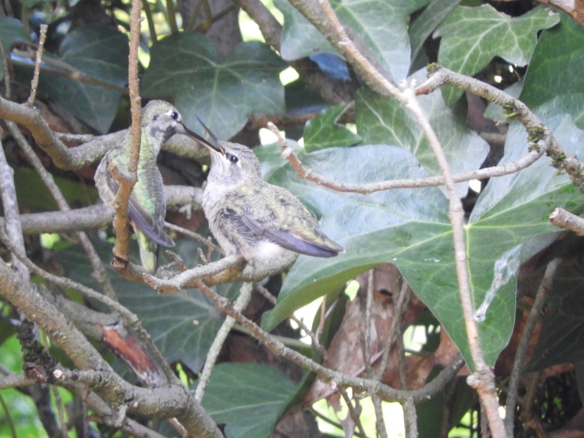 Anna's Hummingbird - ML621197694