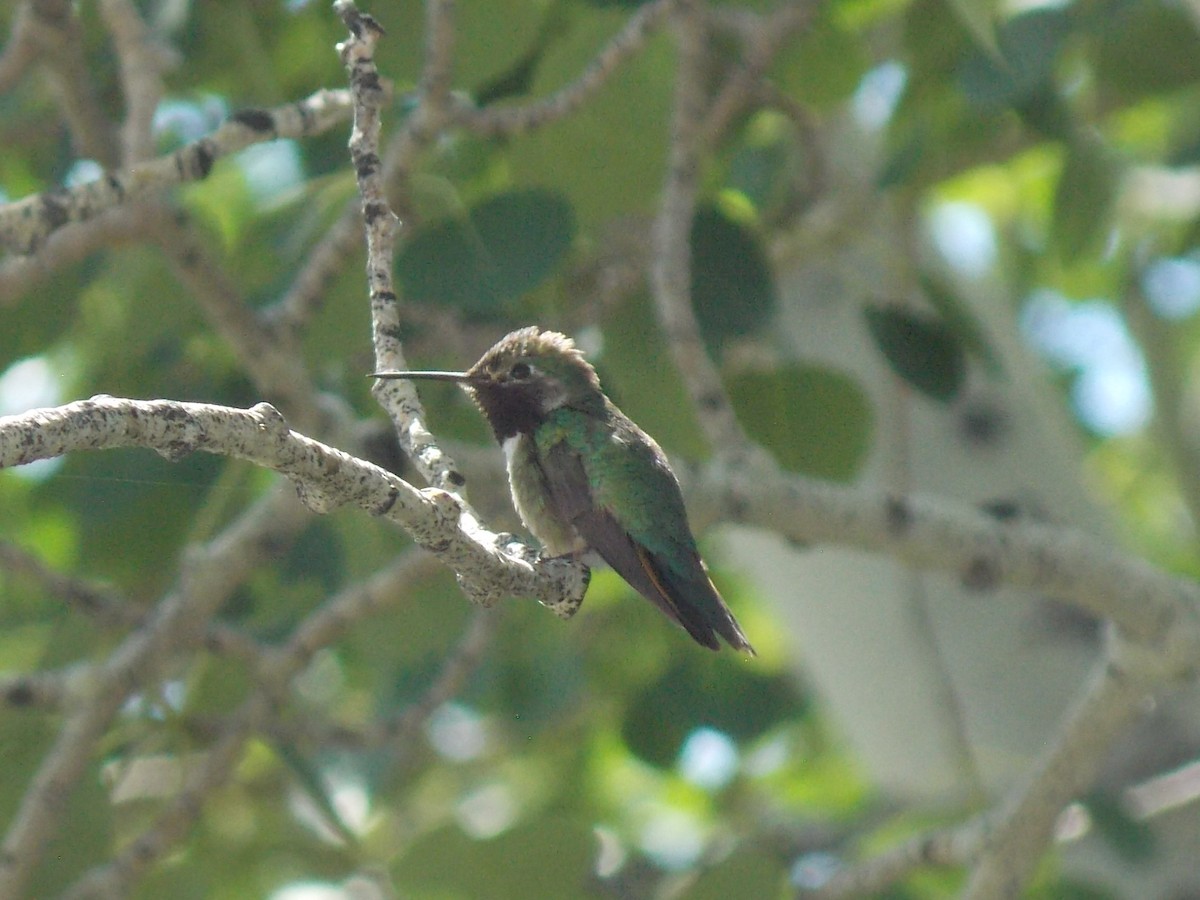 Broad-tailed Hummingbird - ML621197699