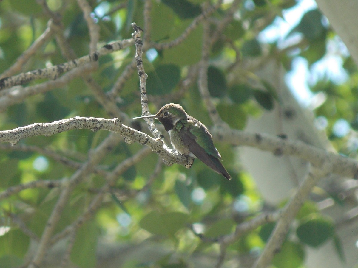 Broad-tailed Hummingbird - ML621197700