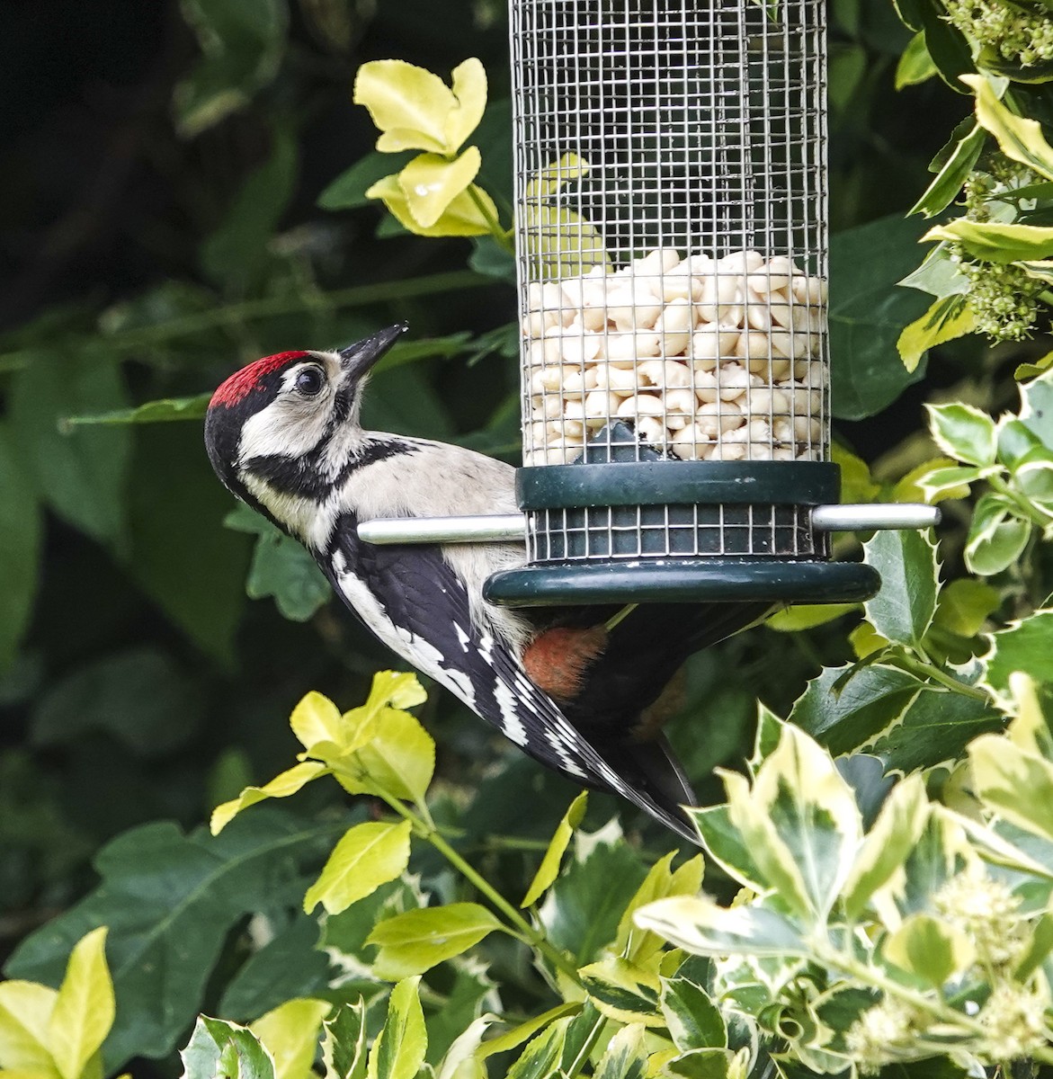 Great Spotted Woodpecker - ML621197703