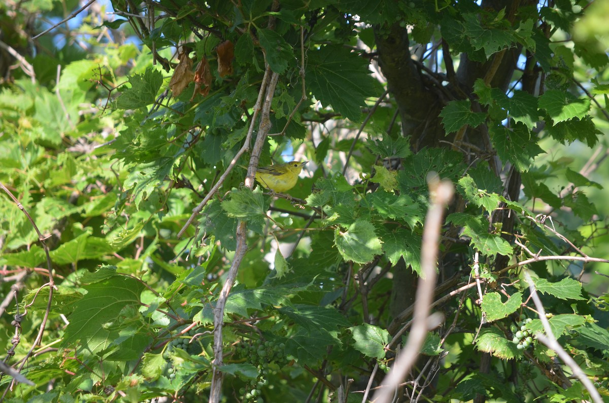 Yellow Warbler - ML621197711