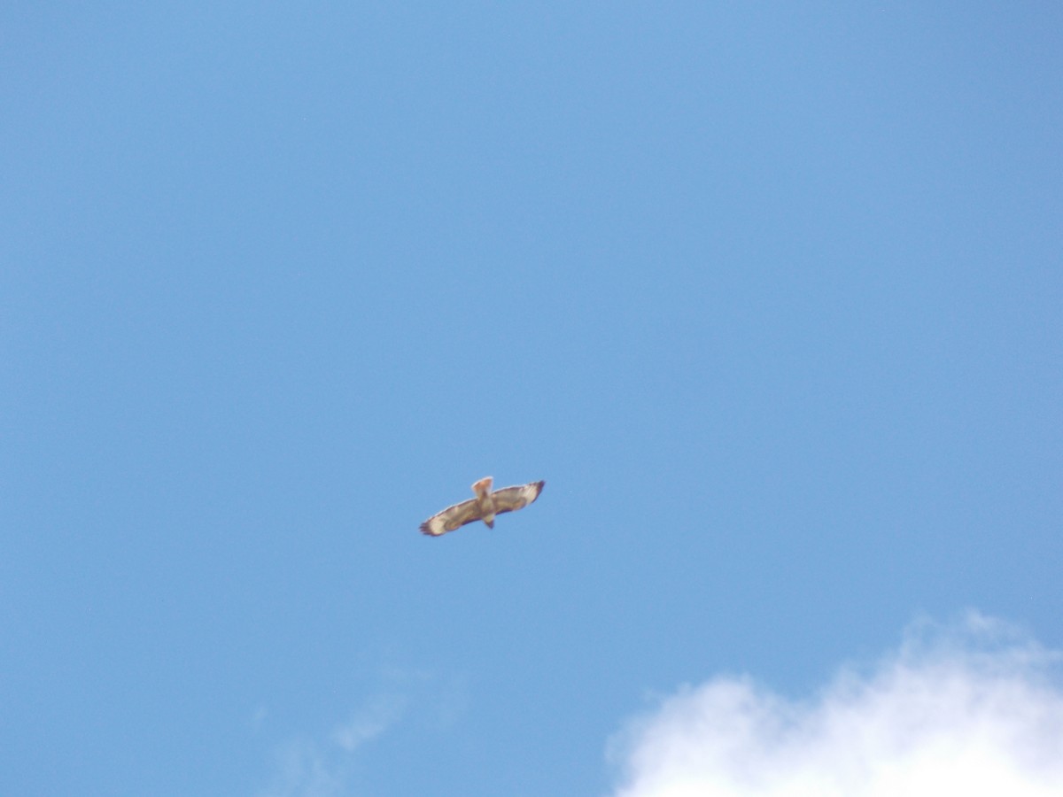 Red-tailed Hawk - Dargan Jaeger