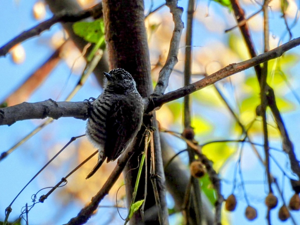 White-barred Piculet - ML621197716