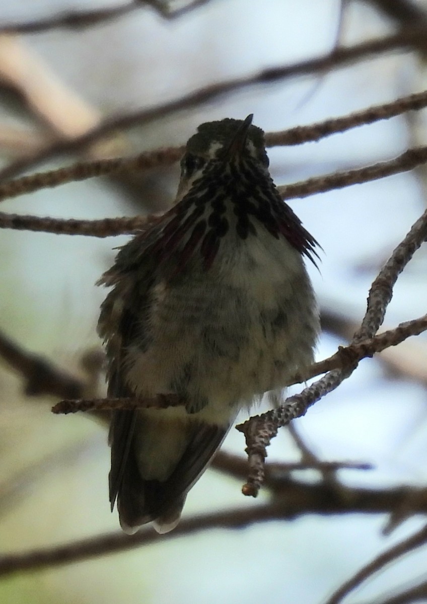 Calliope Hummingbird - ML621197736