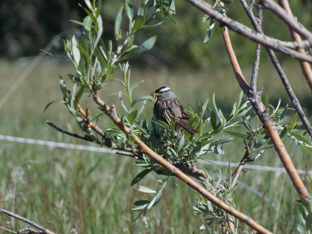 White-crowned Sparrow - ML621197755