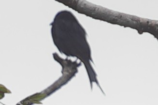 Fork-tailed Drongo - ML621197775