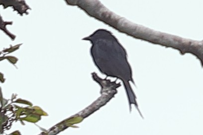 Fork-tailed Drongo - ML621197777