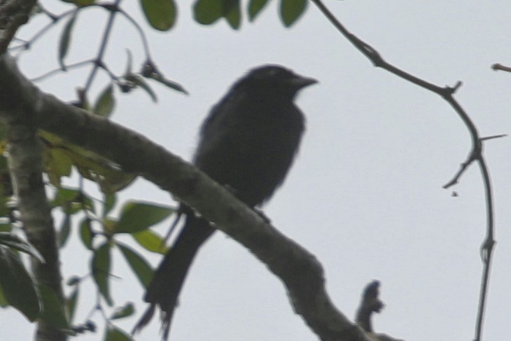 Fork-tailed Drongo - ML621197778