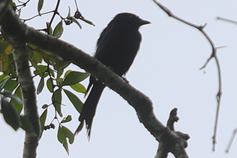 Fork-tailed Drongo - ML621197779