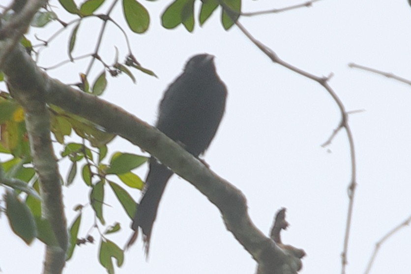 Fork-tailed Drongo - ML621197780