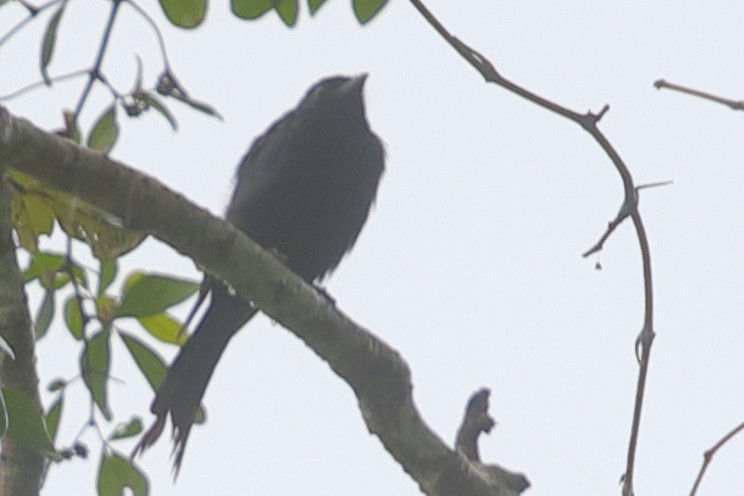 Fork-tailed Drongo - ML621197781