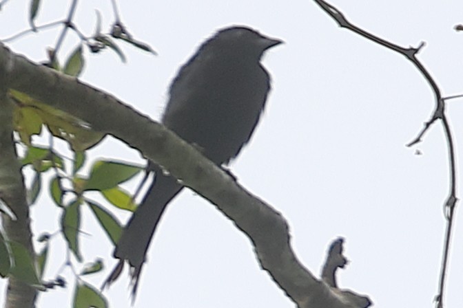 Fork-tailed Drongo - ML621197782