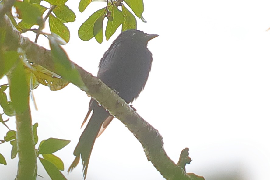 Fork-tailed Drongo - ML621197783