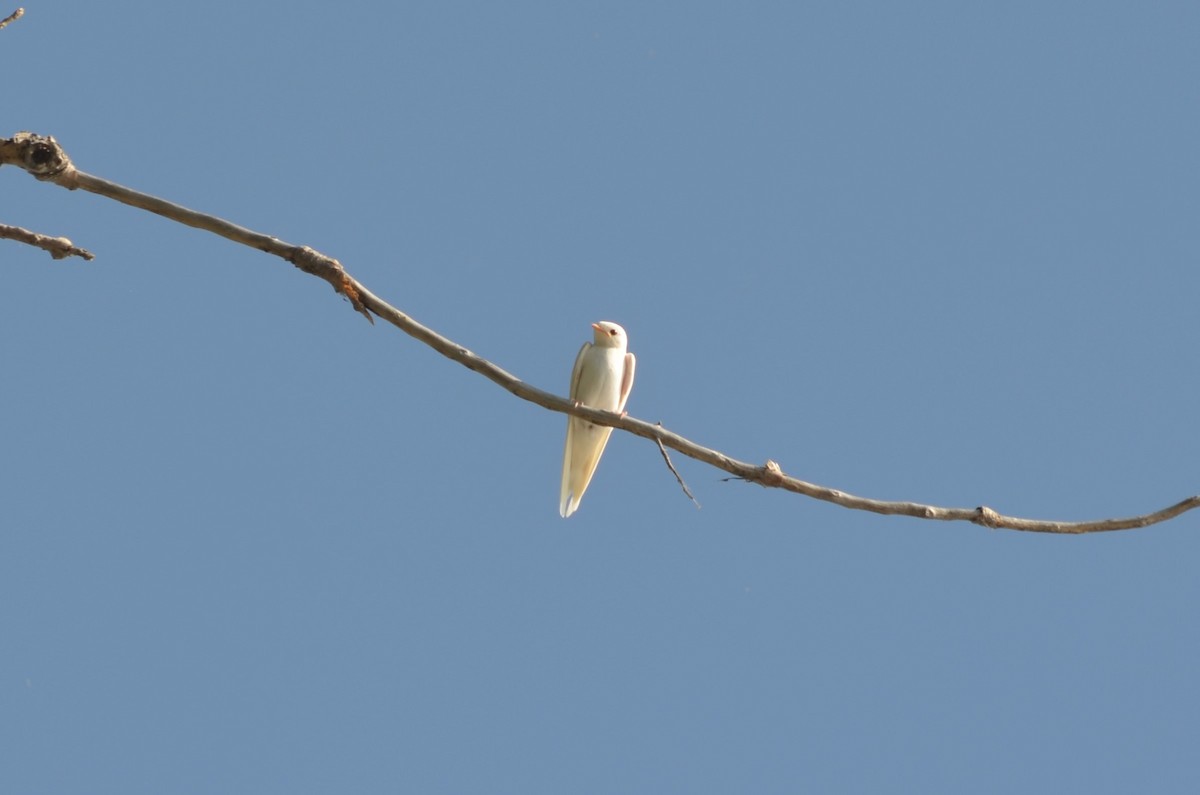 Barn Swallow - Olivia Maillet