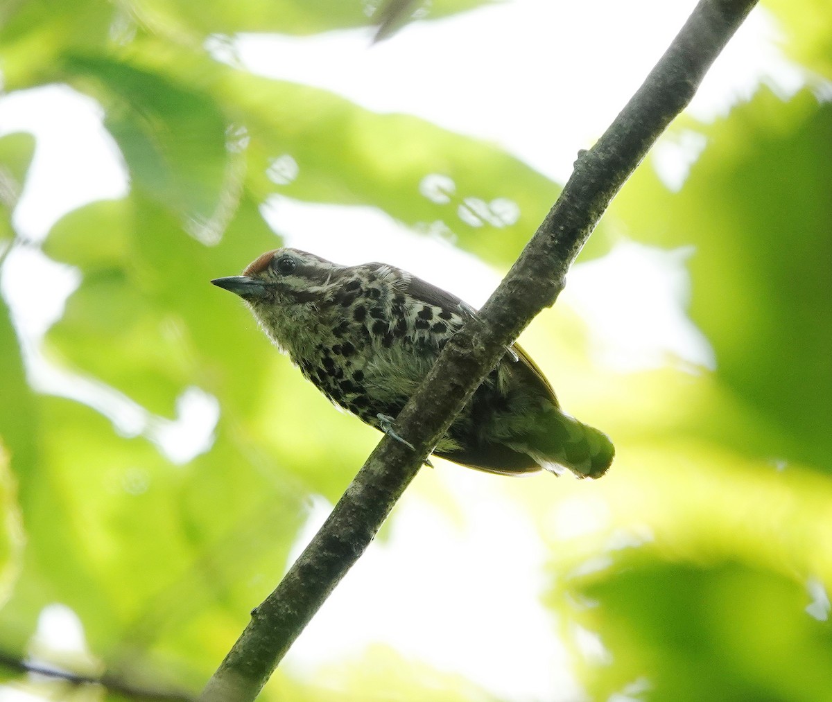 Speckled Piculet - ML621197800