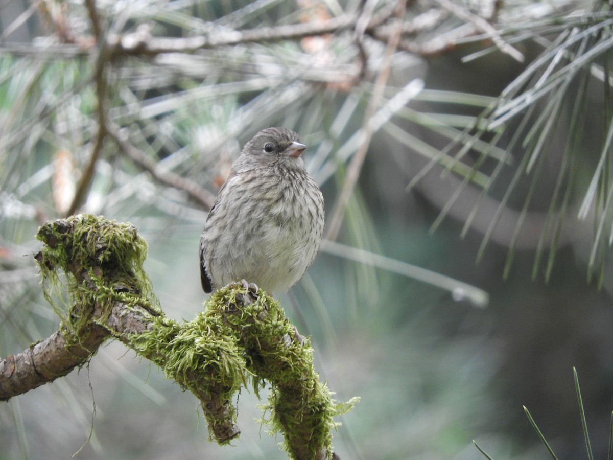 Dark-eyed Junco - Bianca Beland