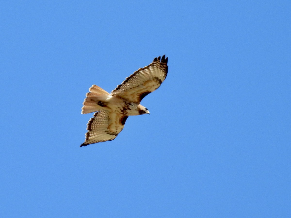 Red-tailed Hawk - ML621197874