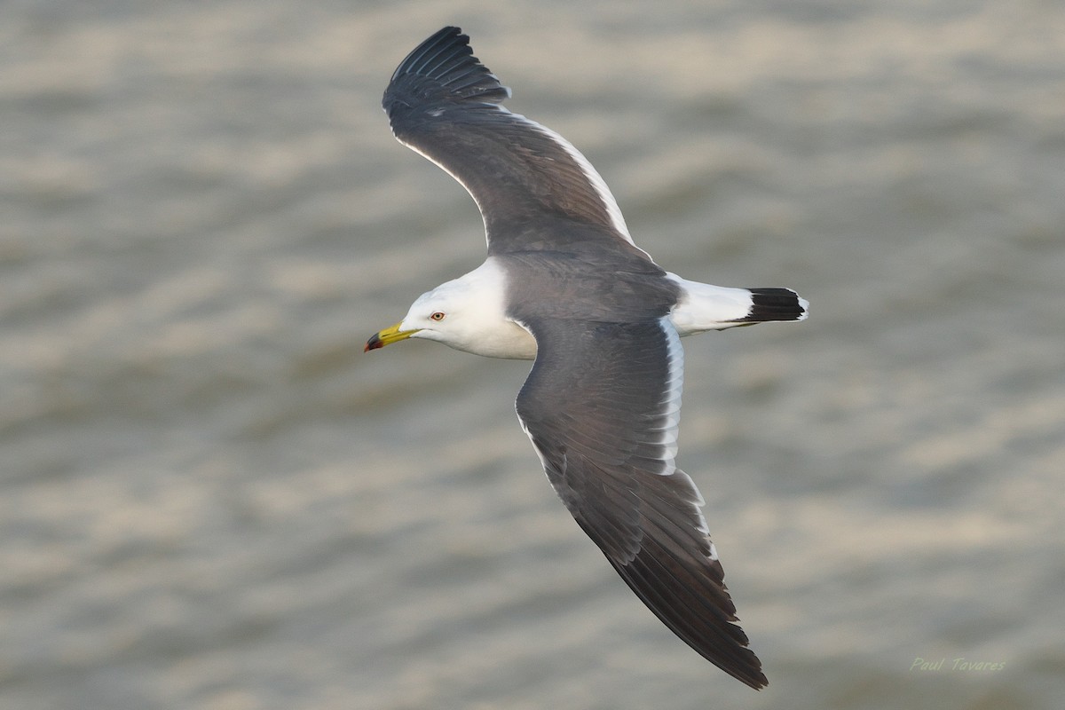 Black-tailed Gull - ML621197882