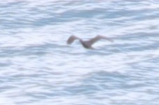 Long-tailed Cormorant - ML621197895
