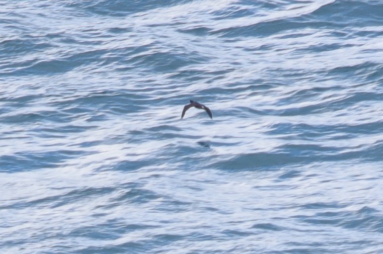 Long-tailed Cormorant - ML621197896
