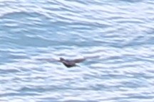 Long-tailed Cormorant - ML621197897