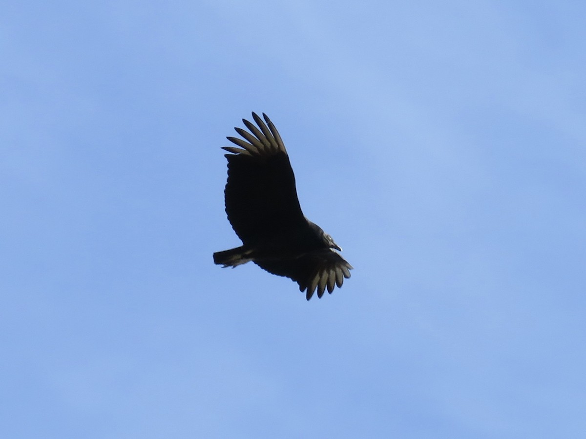 Black Vulture - ML621197938