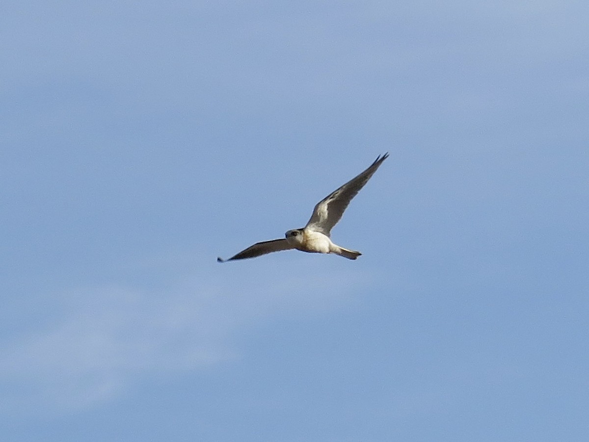 White-tailed Kite - ML621197942