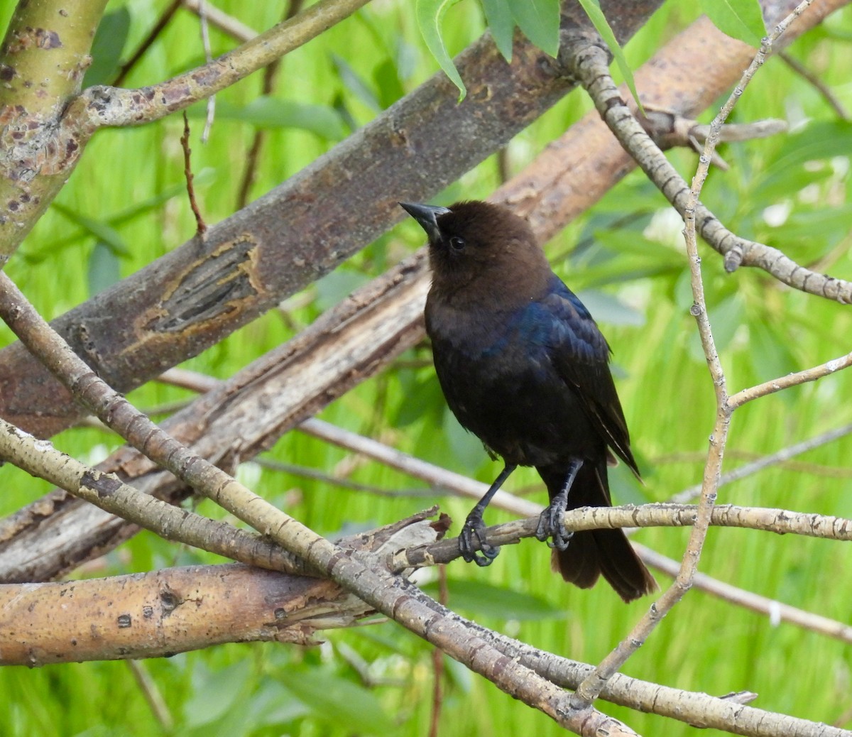 Brown-headed Cowbird - ML621197967