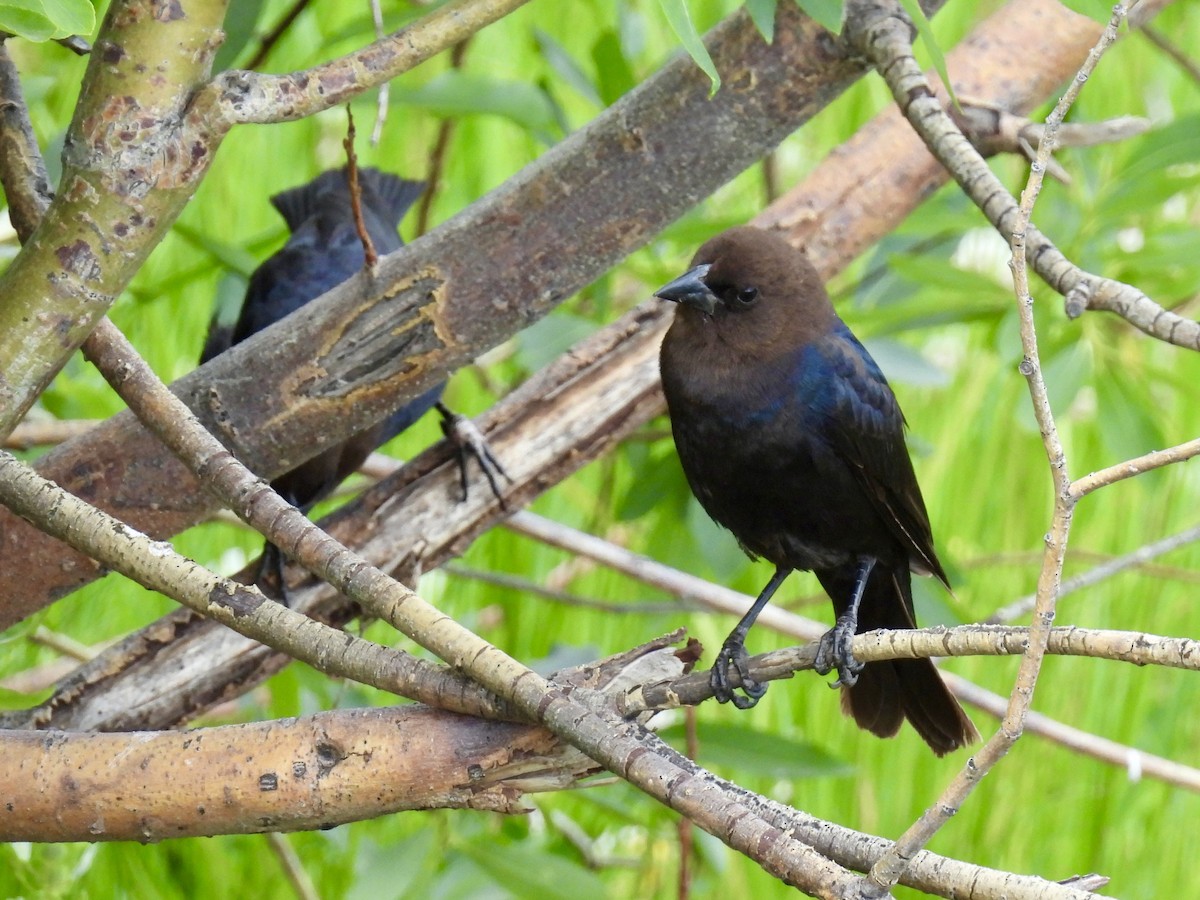 Brown-headed Cowbird - ML621197968