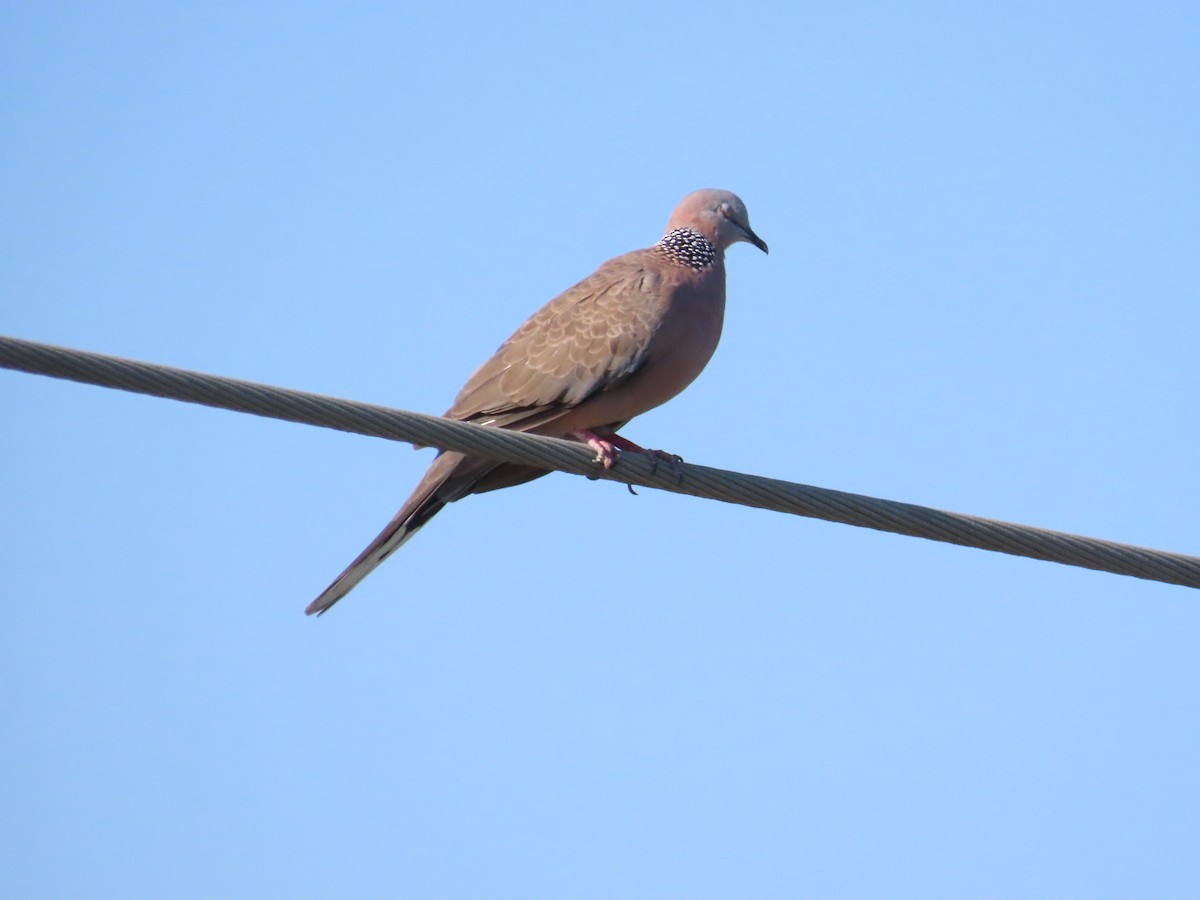 Spotted Dove - ML621198026