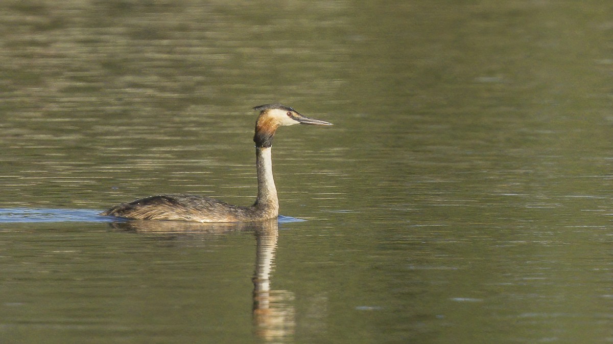 Great Crested Grebe - ML621198035