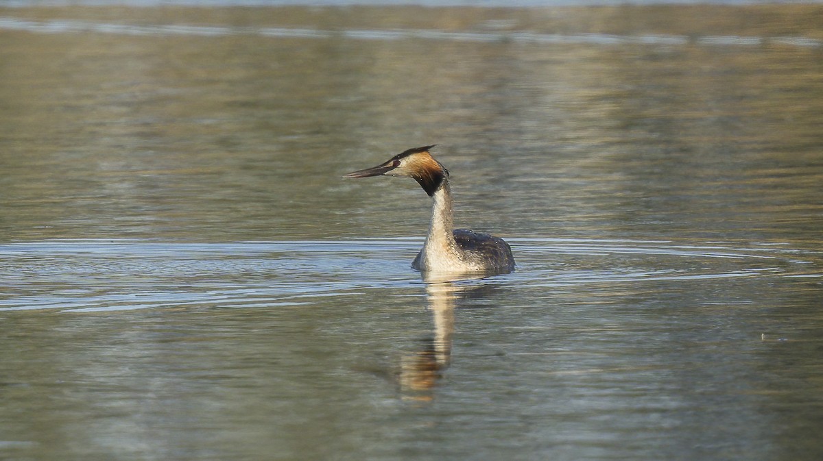 Great Crested Grebe - ML621198040