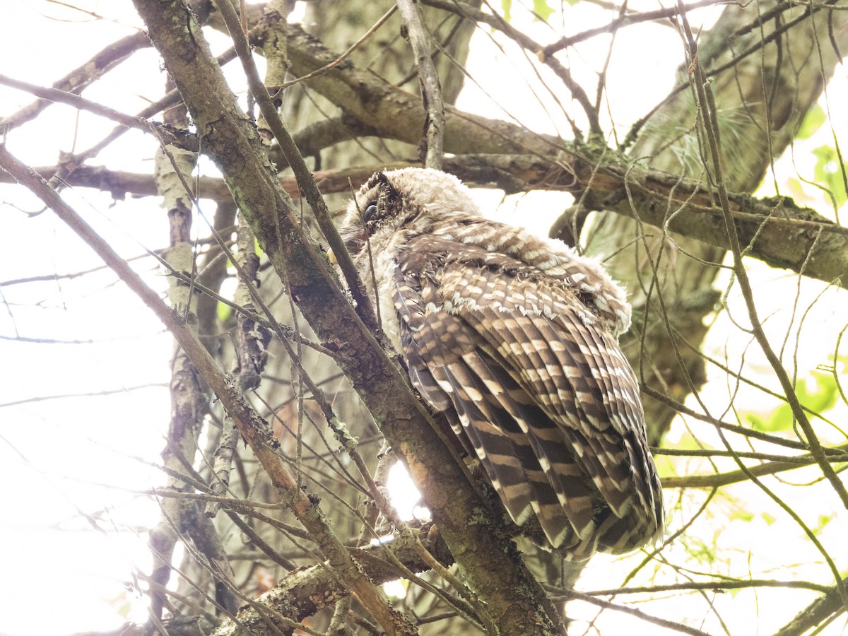 Barred Owl - ML621198041